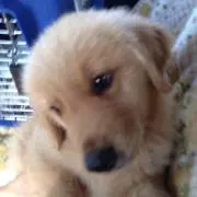 りょ