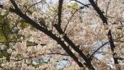 ALIVEの画像