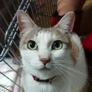 にゃも