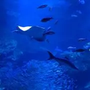 さくちゃん☆プロフ確認お願いします。の画像