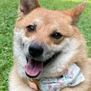 コナツ