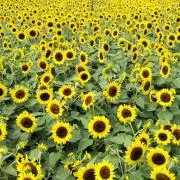 ひまわり