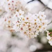ミライの画像