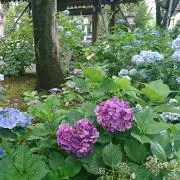 キラ☆キラ　大ぬいぐるみ同梱包でお安くの画像