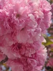 KUMAの画像