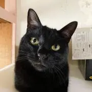 ラックの画像