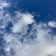 ナツの画像