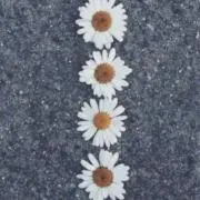 S♡S