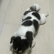 たん！の画像