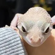 ぐんぐんヨーグルトの画像