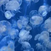 おそらの画像