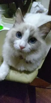 ひのりあ☆プロフ確認お願い致します。の画像