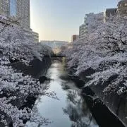 ひなかな