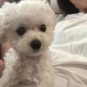 たる