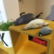 kaiiの画像