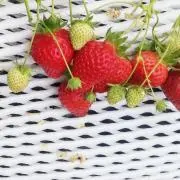 いちご