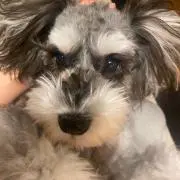 Shvheiの画像