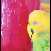 ぴこりの画像