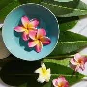 こごみんの画像