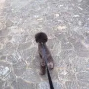 桃っち