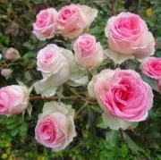 Roseの画像