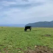 すずまるの画像