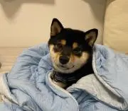 ヤミテラスの画像