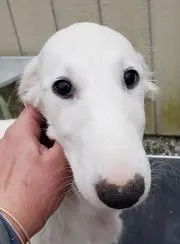ボルゾイの画像