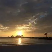 tomの画像