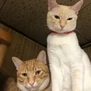 さぉ