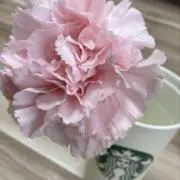 yacchiの画像
