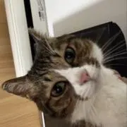 ほほほ