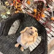 ふるるの画像