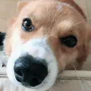 がぶがぶの画像