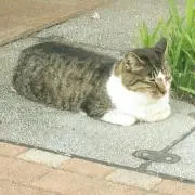 ilemonの画像