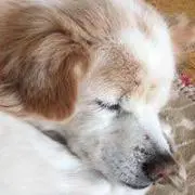 Wrecageの画像