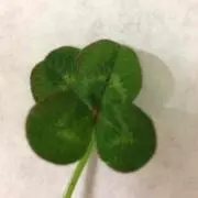 たっしーの画像