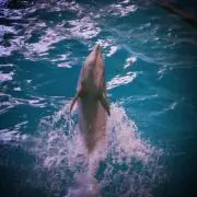 ボンボヤージュ