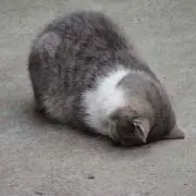 ねこたろう