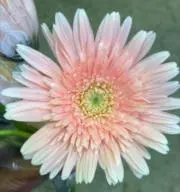 はな　☆即購入歓迎☆の画像