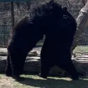 くまの画像
