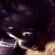 アロマニ