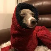 こしあんの画像
