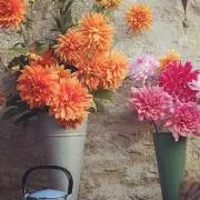 dahliaの画像