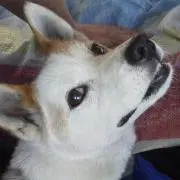 あつの画像
