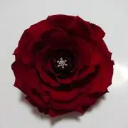 ☆mama☆ちゃん☆の画像