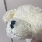 わたあめの画像
