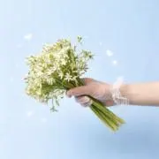 ぽむこの画像