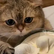夢熊の画像