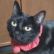 まりりんの画像